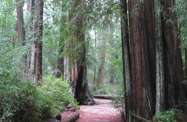 Big Basin Redwoods State Park