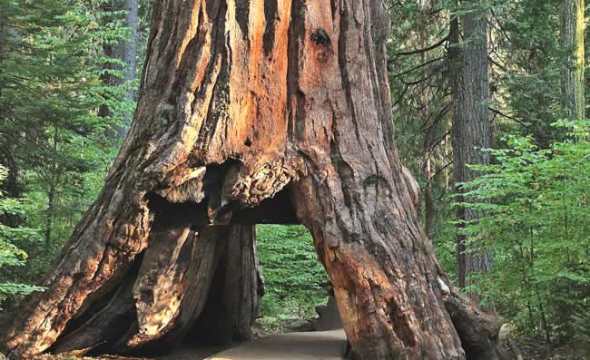 Calaveras Big Trees State Park