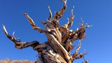 Ancient Bristlecone Pine Forest Day Trip From Bishop