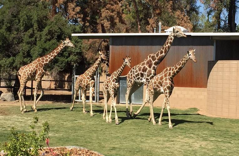 Fresno Zoo