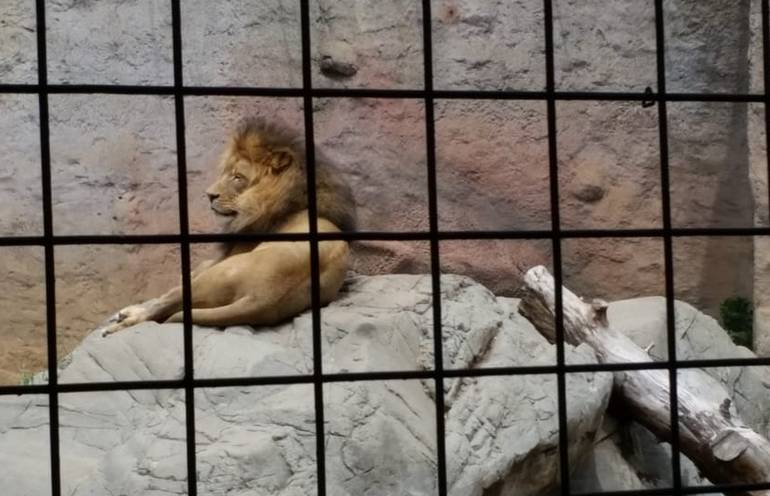 Sacramento Zoo Lion