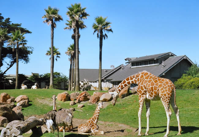 San Francisco Zoo Discount Tickets