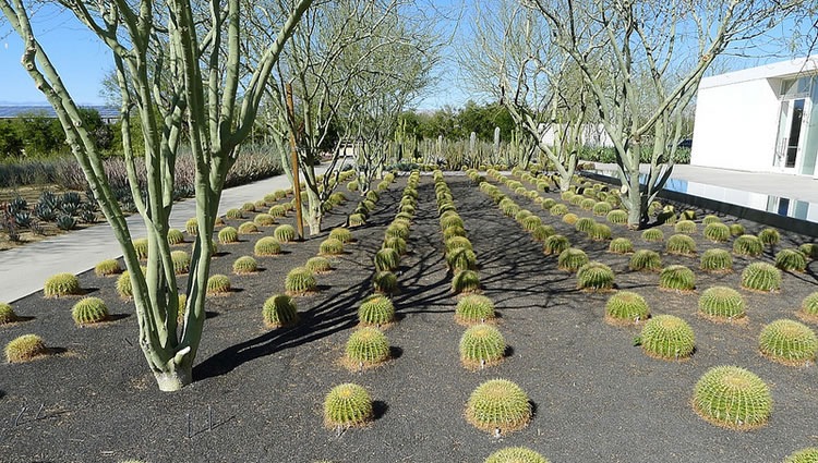 Cactus Garden Sunnylands Rancho Mirage