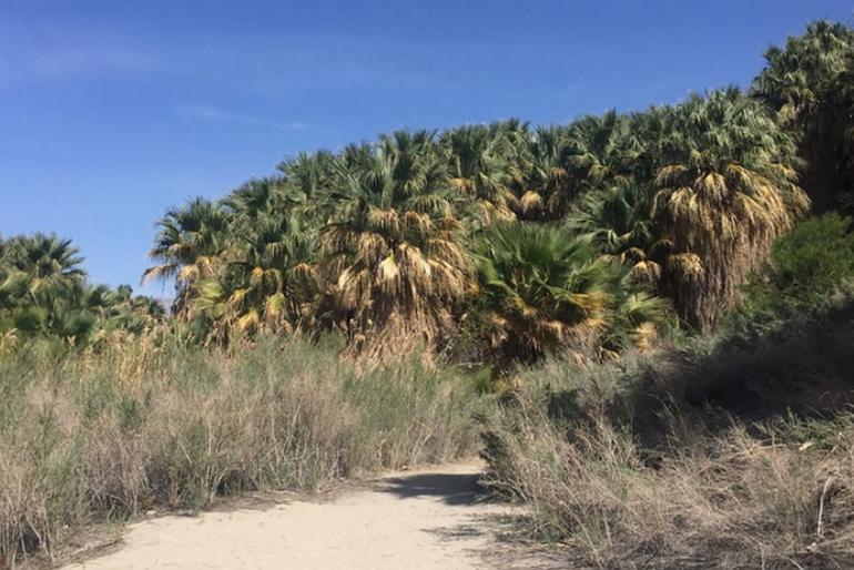 Coachella Valley Preserve