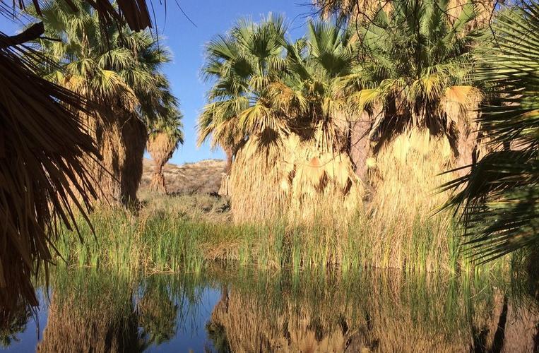 Coachella Valley Preserve Near Palm Springs