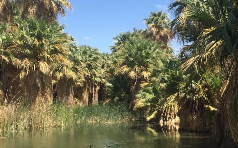 Coachella Valley Preserve