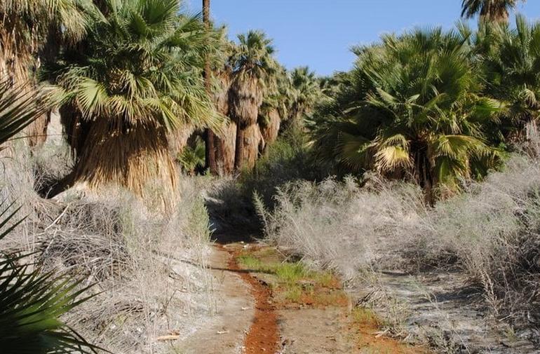 Coachella Valley Preserve Day Trip Hidden Palms Palm Oasis