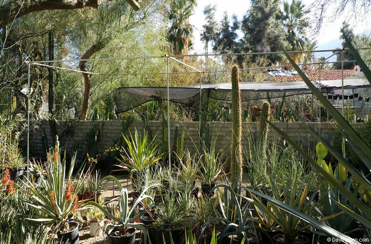 Moorten Botanical Gardens Palm Springs