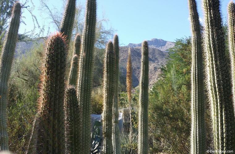 Moorten Botanical Gardens Palm Springs