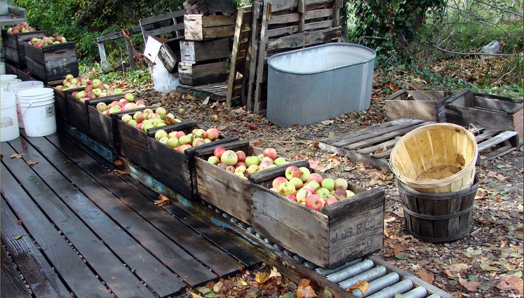 Oak Glen Day Trip U Pick Apple Orchards Things To Do