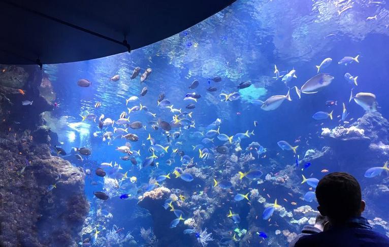 Georgia Aquarium in Atlanta - One of the World's Largest Aquariums