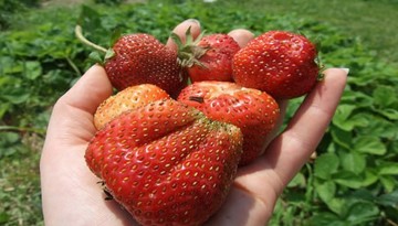 Carlsbad Strawberry Company U-Pick Farm