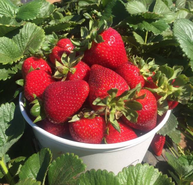 Carlsbad Strawberry Company U-Pick Farm