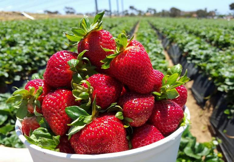 Carlsbad Strawberry Company U-Pick Farm Family Fun