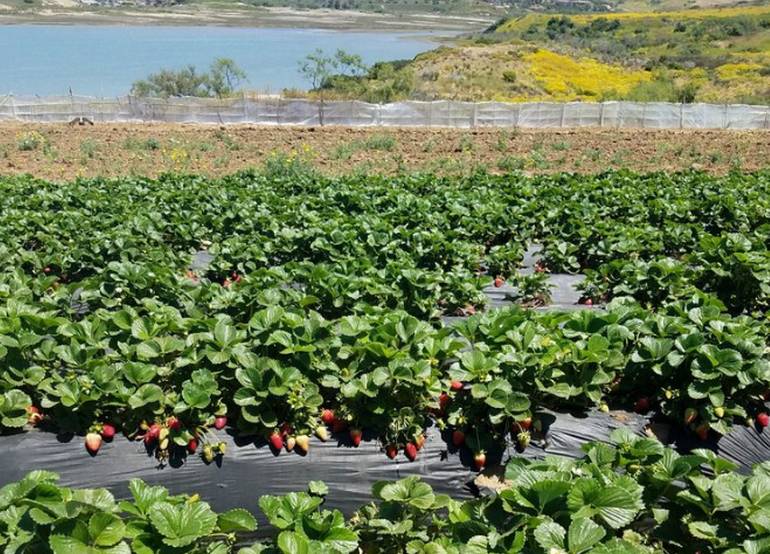 Carlsbad Strawberry Company U-Pick Farm