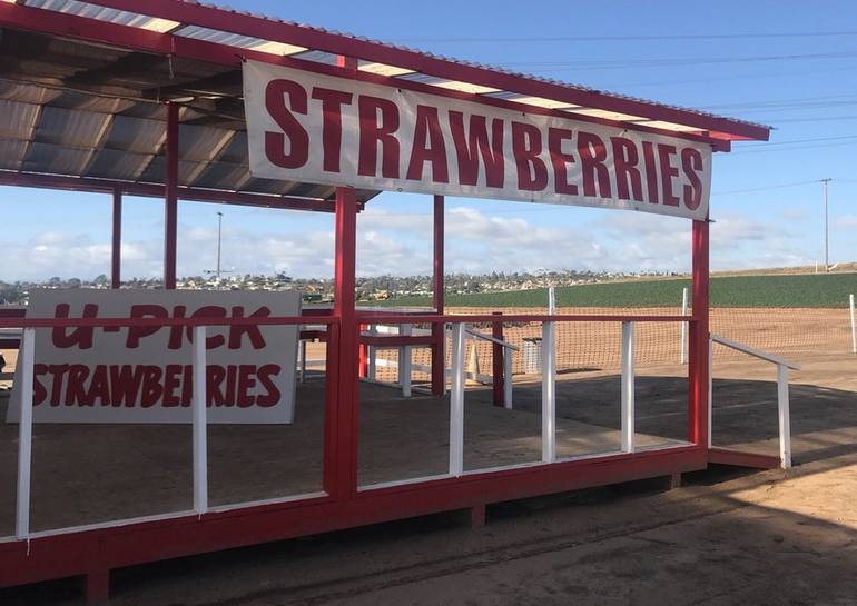 Carlsbad Strawberry Company U-Pick Farm