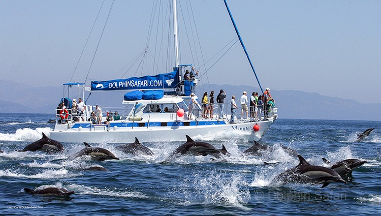 Captain Dave's Dana Point Unique Whale Watching Trips