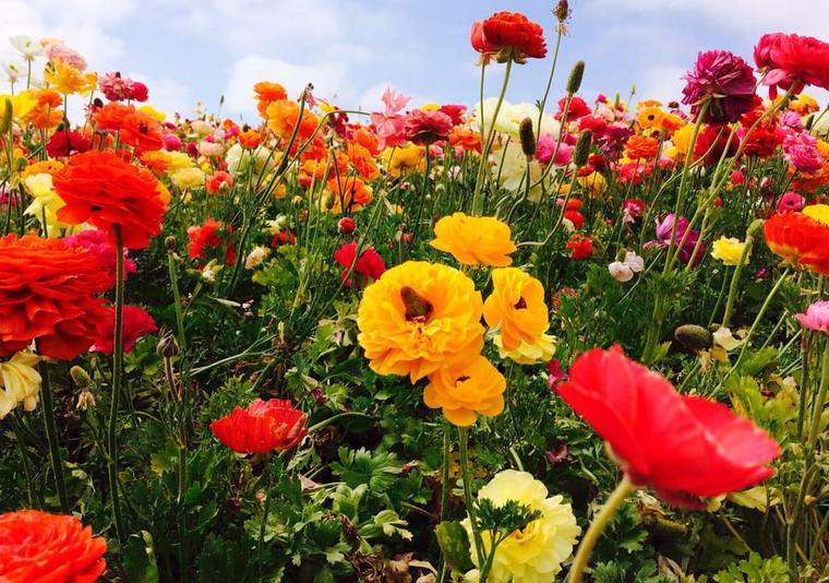 Flower Fields at Carlsbad