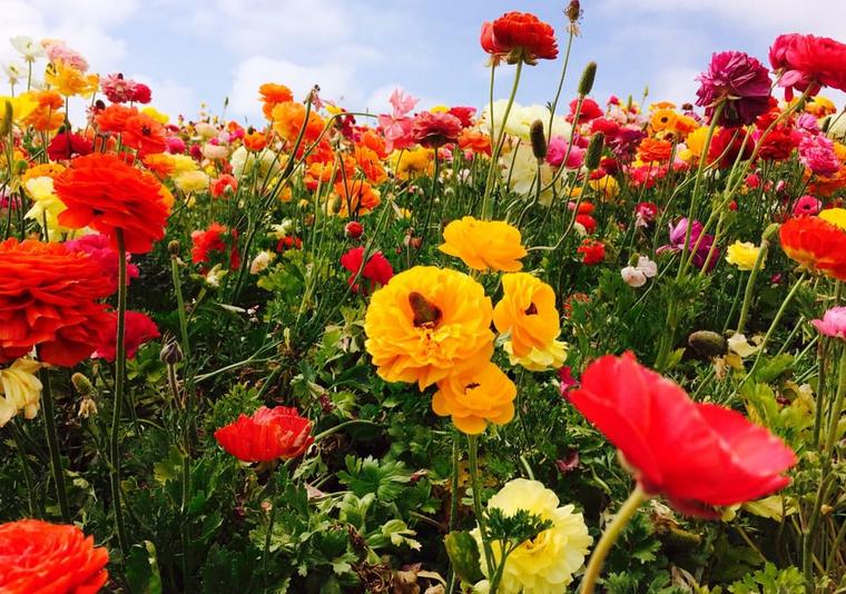 Carlsbad Flower Fields