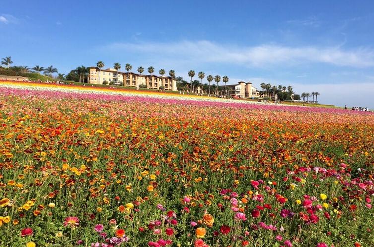 Carlsbad Flower Fields Free Viewing Area No Admission Fee