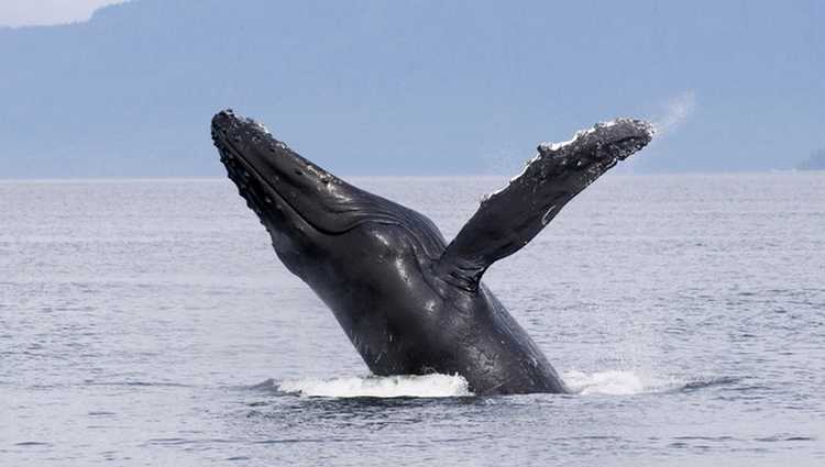 Harbor Breeze Whale Watching Long Beach CA