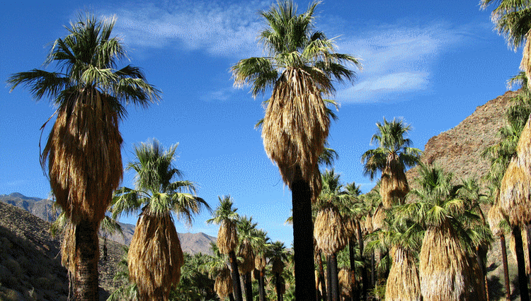 Indian Canyons Palm Springs