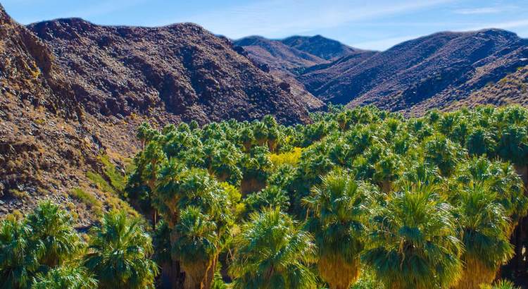 Indian Canyons Palm Springs