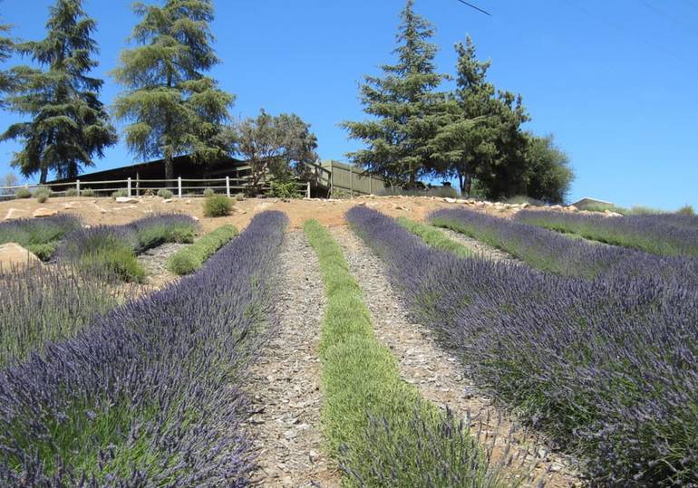 Keys Creek Lavender Farm 