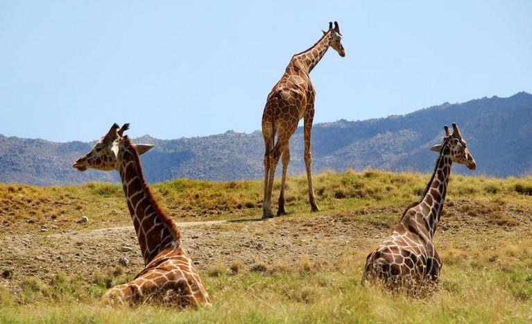 Living Desert Zoo 