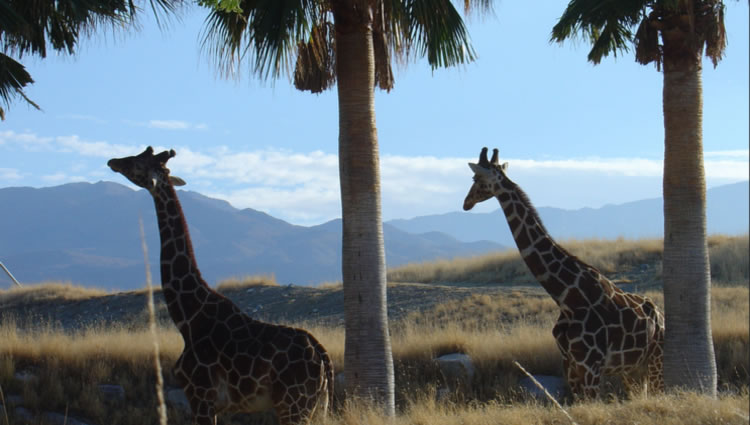 A Viagem de um dia ao Living Desert Zoo Palm Springs