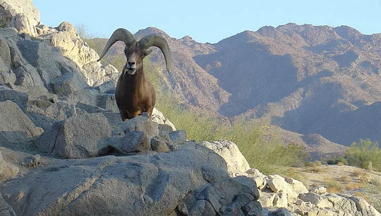 The Living Desert Zoo 