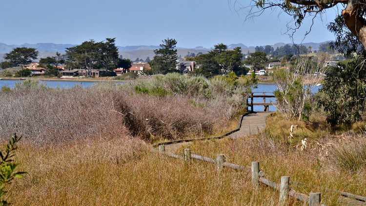 Los Osos Oaks State Reserve 