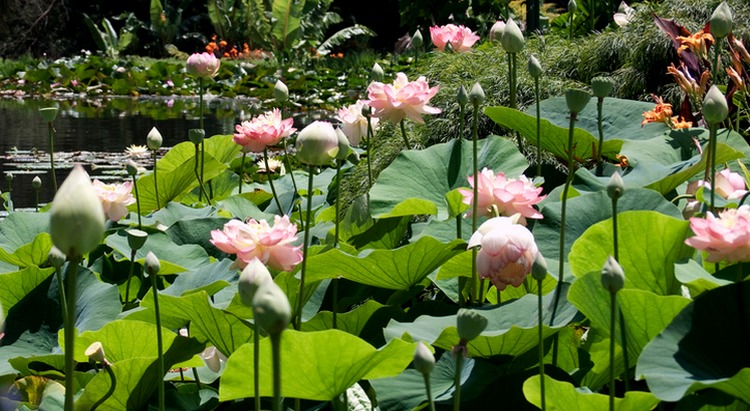 Lotusland Santa Barbara Day Trip