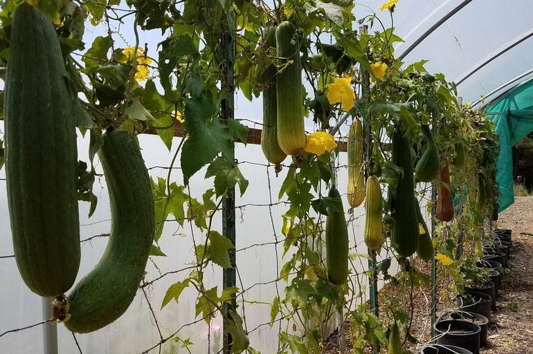 Luffa Farm Nipomo