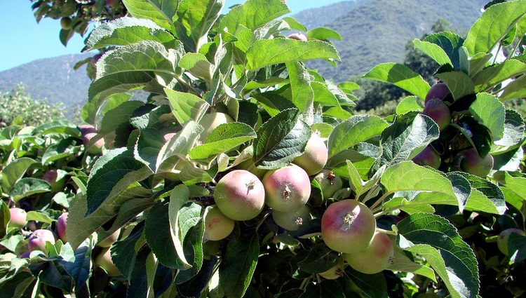 Oak Glen California U-Pick Apple Orchards