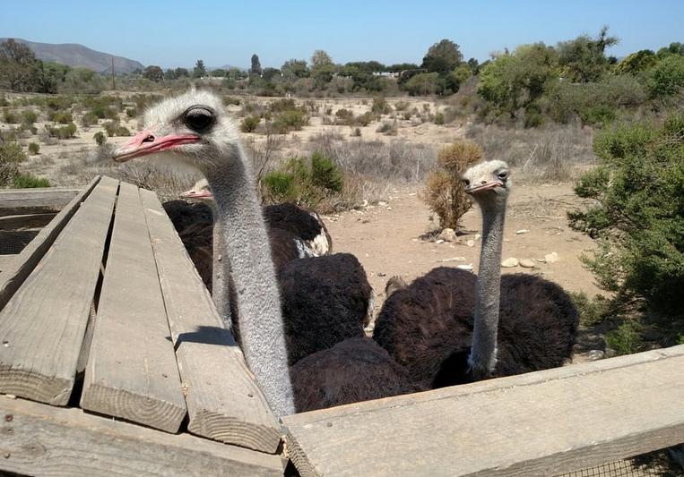 OstrichLand USA Roadside Attraction