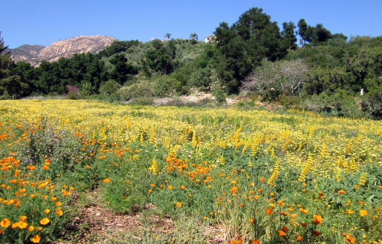 Santa Barbara Botanic Garden