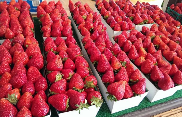 Boxes of ripe strawberries