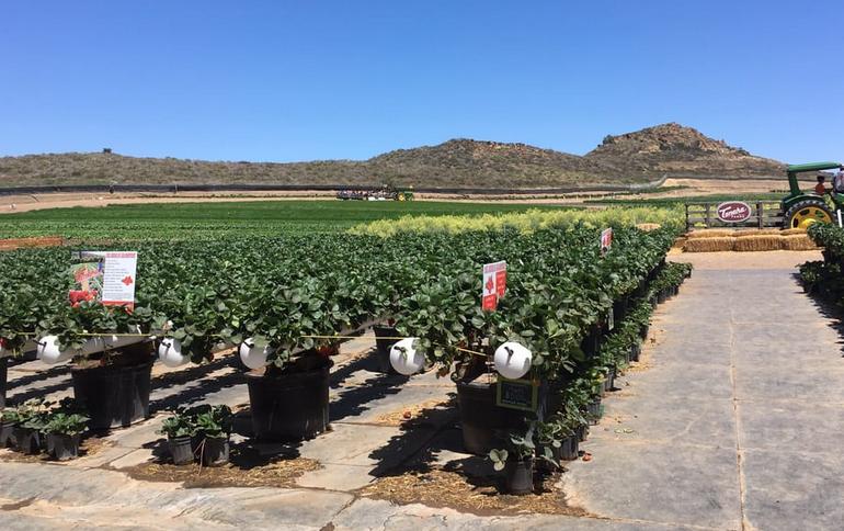 Tanaka Farms Irvine Strawberry Field