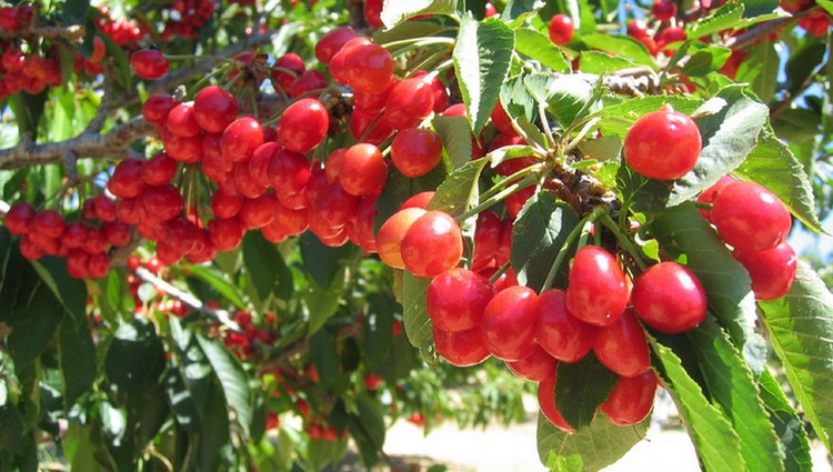 U-Pick Cherries Leona Valley 