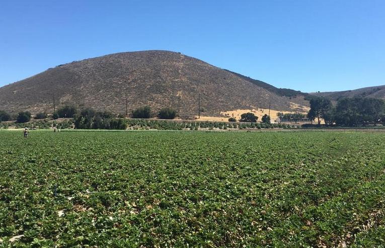 Underwood Family Farms Strawberry Fields