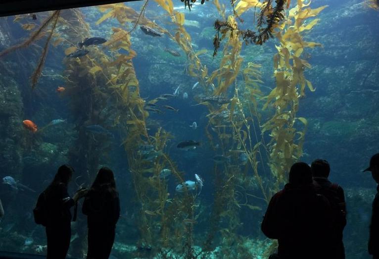 Birch Aquarium at Scripps