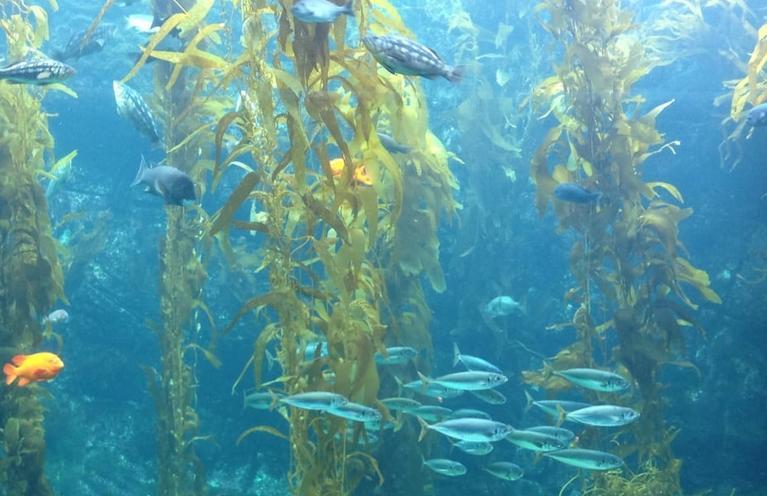 Birch Aquarium