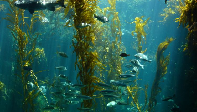 Birch Aquarium La Jolla