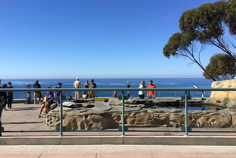 Birch Aquarium Whale Watching