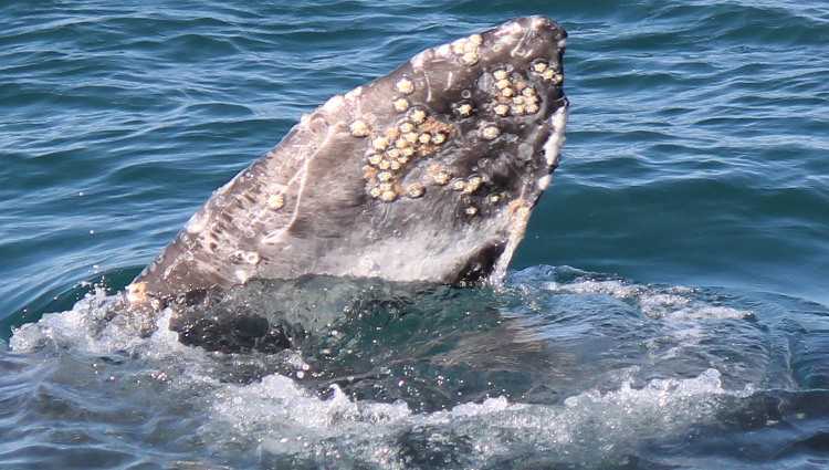 Condor Express Whale Watching Trips Santa Barbara