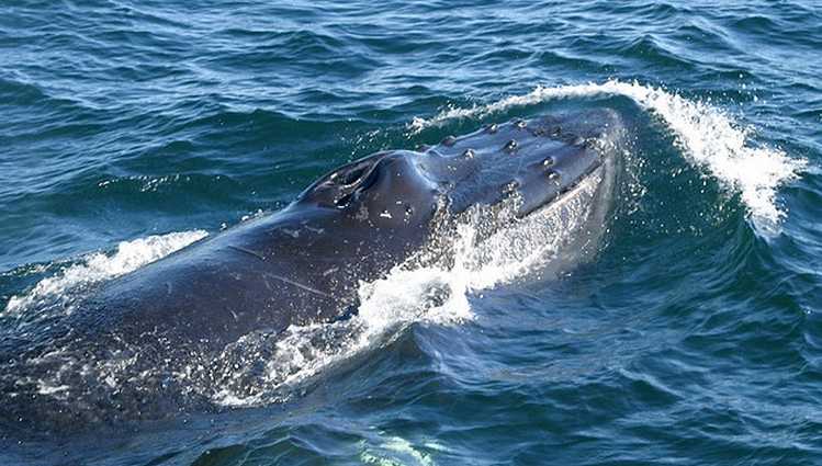 Dana Wharf Whale Watching