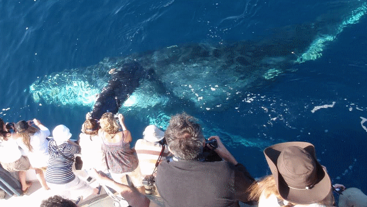 Davey's Locker Newport Beach Whale Watching