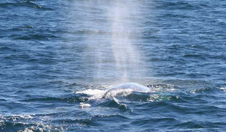 Helgren's Sportfishing Whale Watching Oceanside