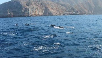 Island Packers Whale Watching Cruises to Channel Islands